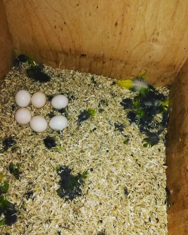 Cockatoo Parrot eggs For sale