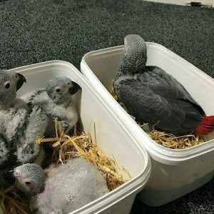 Baby African Grey Parrots Available