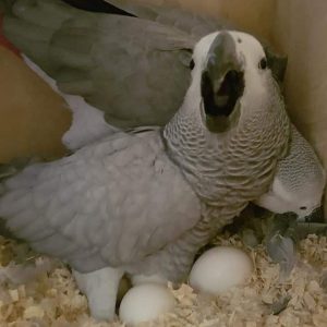 Young African Grey Parrots for sale