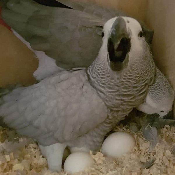 Young African Grey Parrots for sale