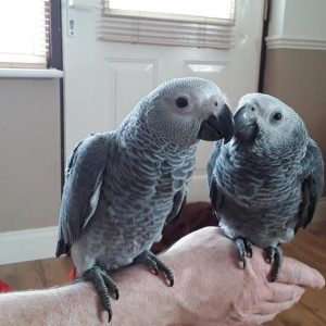 Young Congo African Greys For Sale