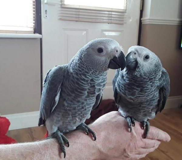 Young Congo African Greys For Sale