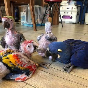 Baby Parrots For sale