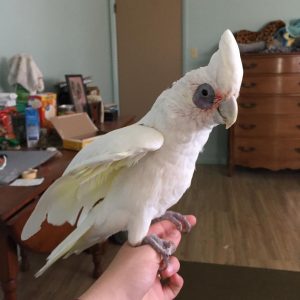 Bare-Eyed Cockatoo (Little Corella Cockatoo) For Sale