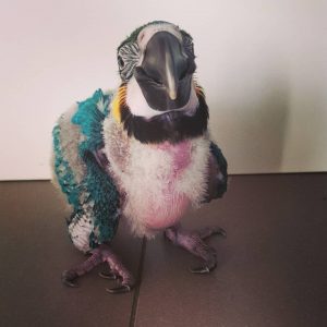 Baby Blue and Gold Macaw For Sale