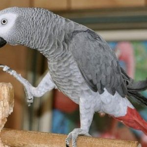 Congo African Gray For Sale