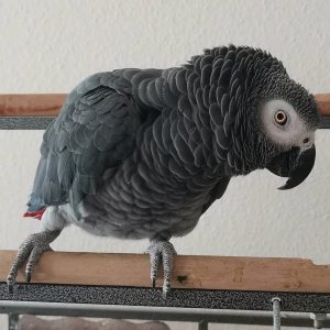 Congo African Greys For Sale