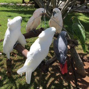 Goffin’s Cockatoos ( Tanimbar Corella ) For Sale