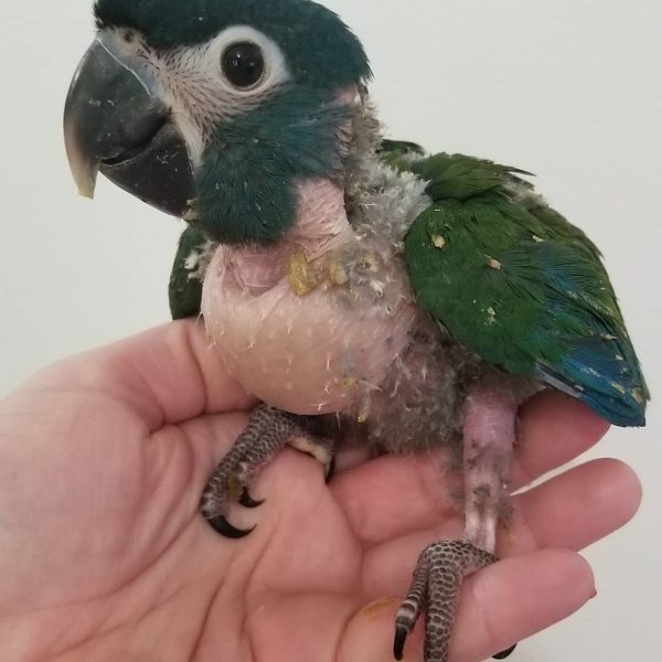 Baby Hahns Macaw For Sale