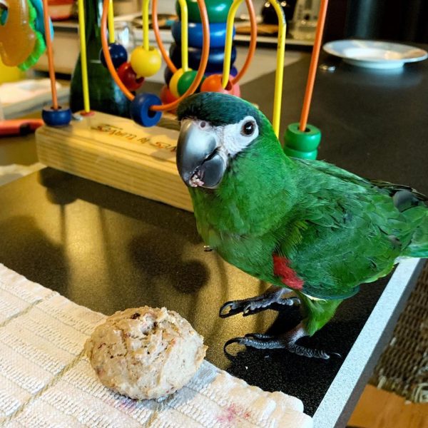 Adorable Hahns Macaws For Sale