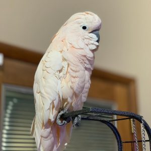 Moluccan Cockatoos ( Salmon Crested Cockatoos ) For Sale