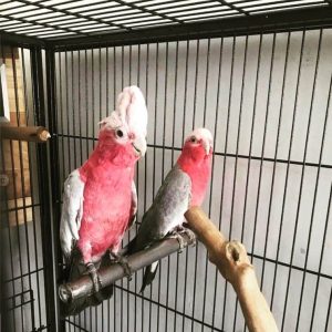Rose-Breasted Galah Cockatoos For Sale