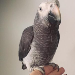 Timneh African Greys For Sale