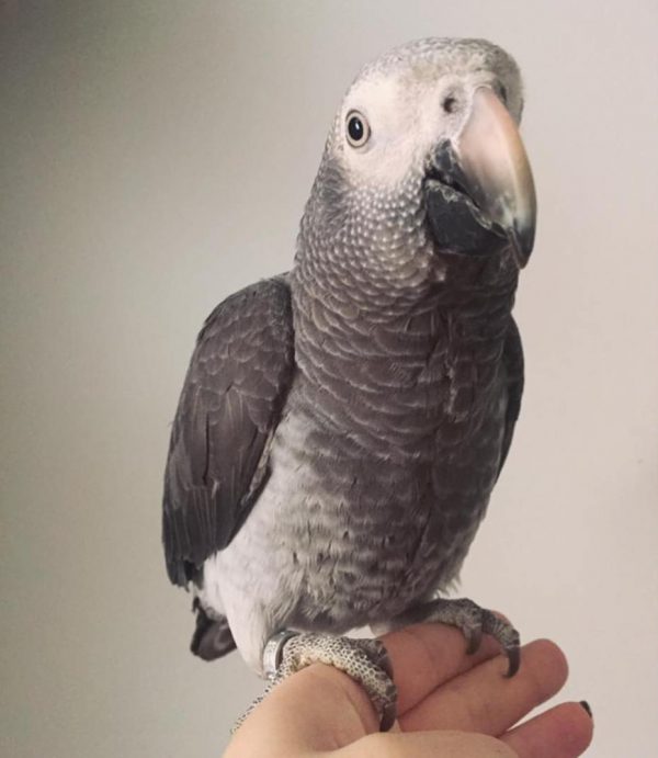 Timneh African Greys For Sale
