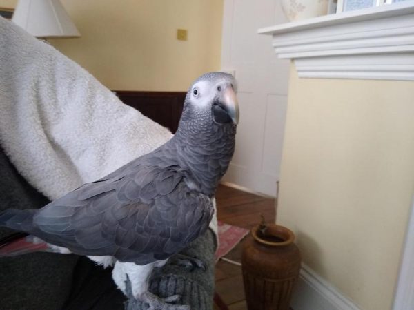 Admirable Timneh African Grey For Sale