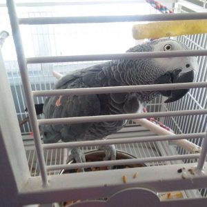 Tamed African Greys For Sale