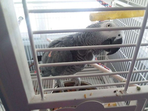 Tamed African Greys For Sale
