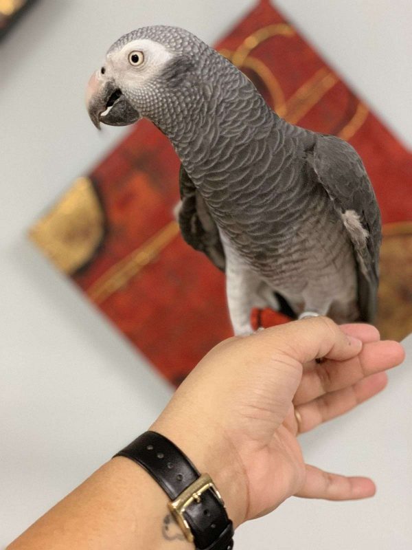 Lovely African Greys For Sale