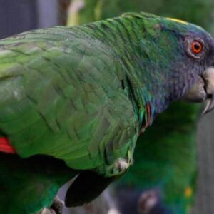 amazon parrots for sale