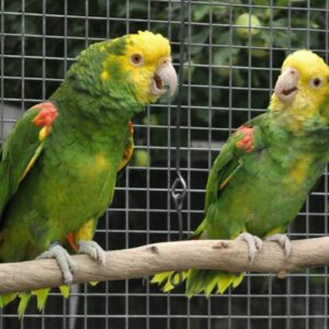 amazon parrots for sale