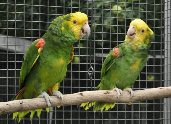 amazon parrots for sale