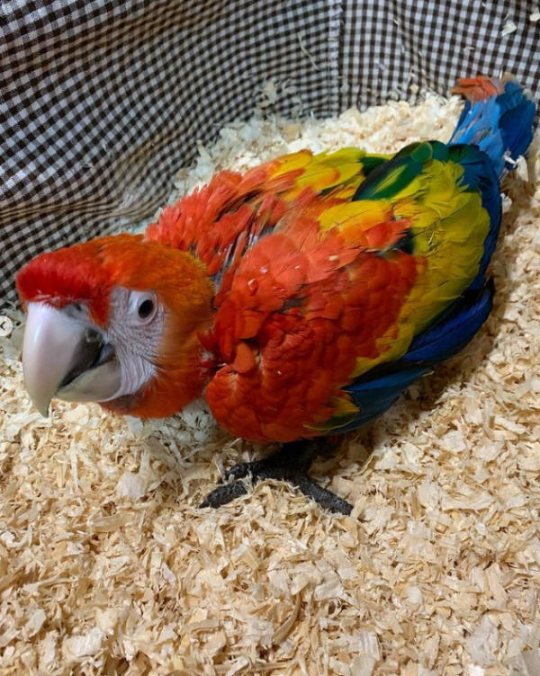 macaw for sale