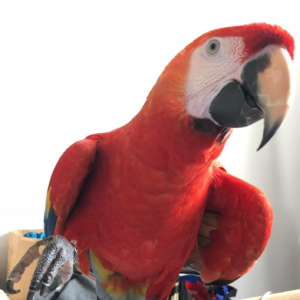macaw for sale