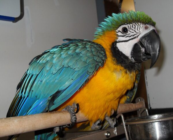 macaw for sale