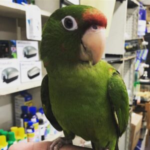 amazon parrots for sale
