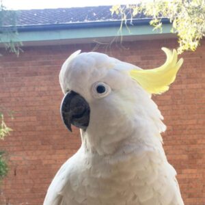 cockatoo for sale