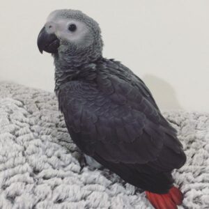 african grey parrots for sale