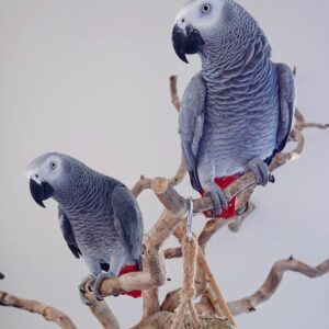 african grey parrots for sale