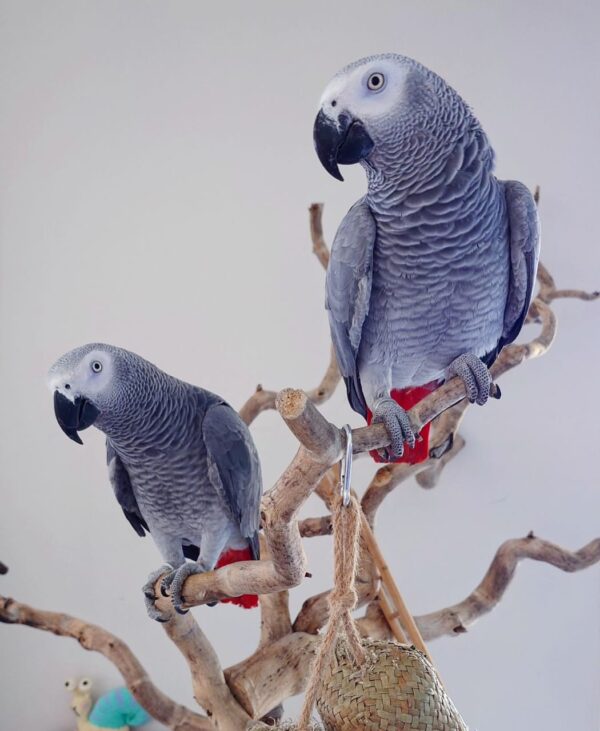 african grey parrots for sale
