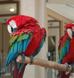 macaw for sale