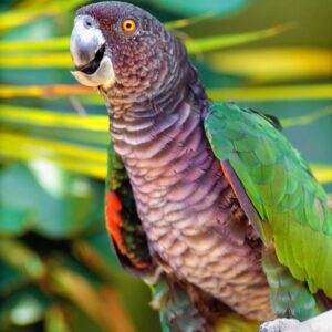 amazon parrots for sale