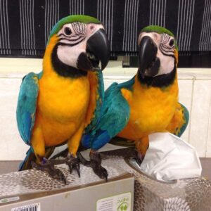macaw for sale